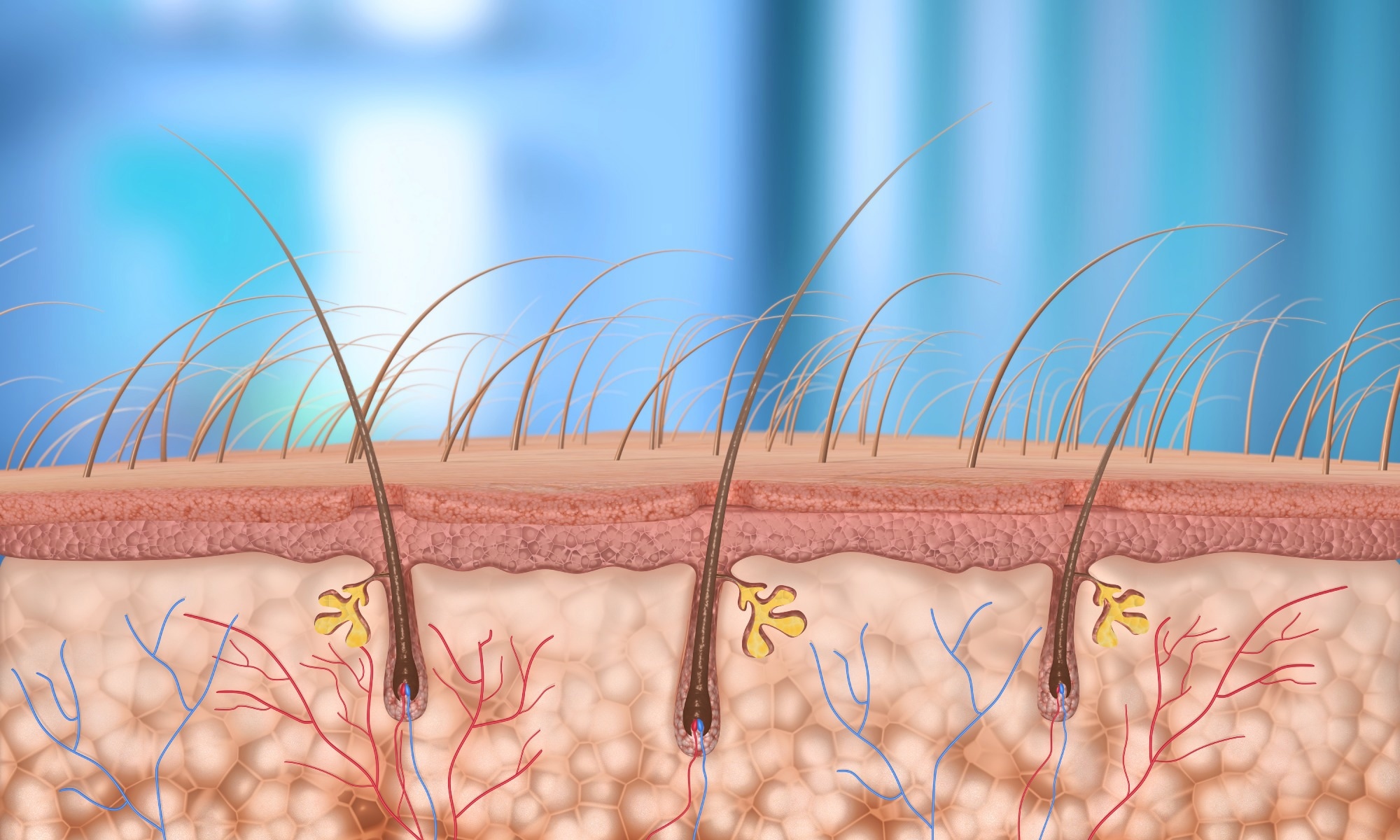 Les cellules sénescentes dévoilent le secret de la croissance luxuriante des cheveux