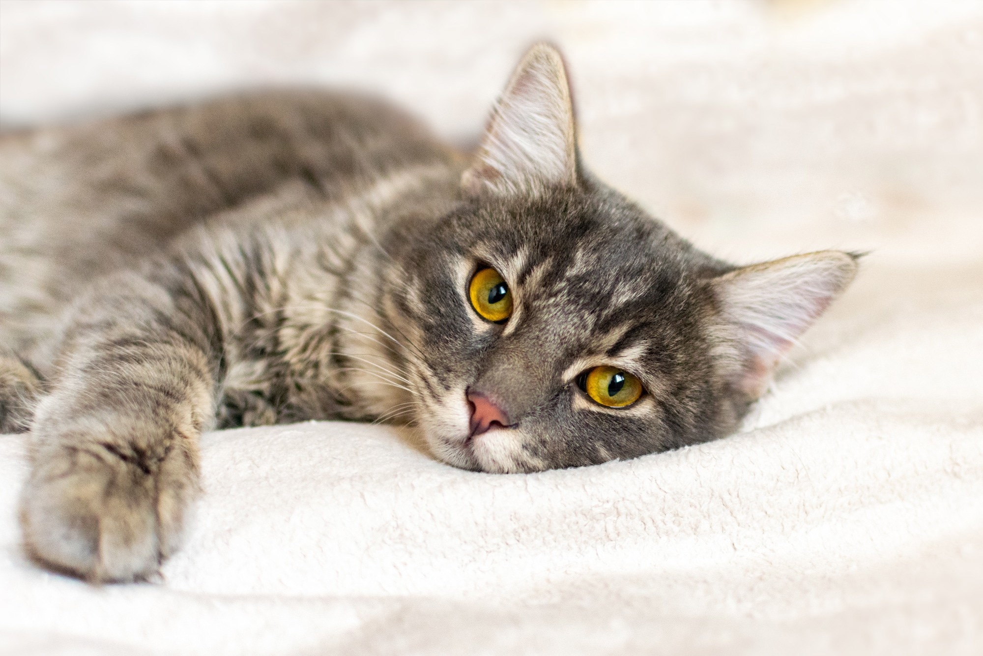 Study: Highly Pathogenic Avian Influenza A(H5N1) Clade 2.3.4.4b Virus in Domestic Cat, France, 2022. Image Credit: Ro_ksy/Shutterstock.com