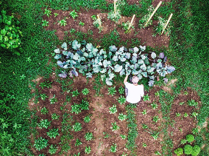 Régime alimentaire complet à base de plantes lié à la rémission du diabète de type 2