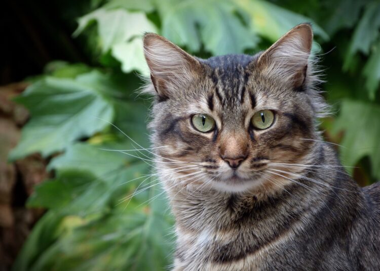 Une étude révèle que la densité de la population humaine et les facteurs climatiques entraînent la propagation de Toxoplasma gondii par les excréments félins