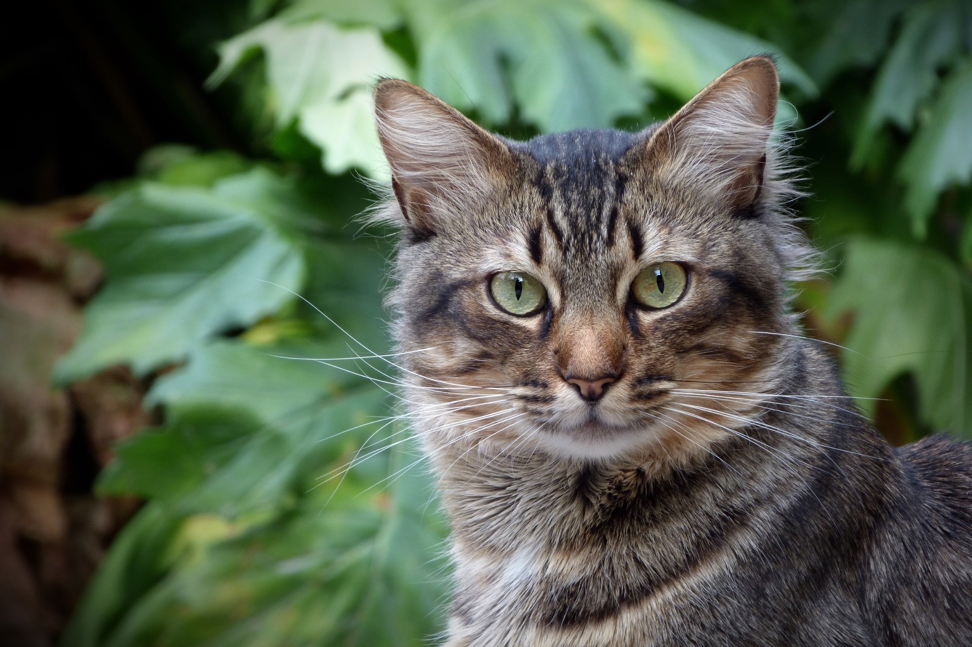 Une étude révèle que la densité de la population humaine et les facteurs climatiques entraînent la propagation de Toxoplasma gondii par les excréments félins