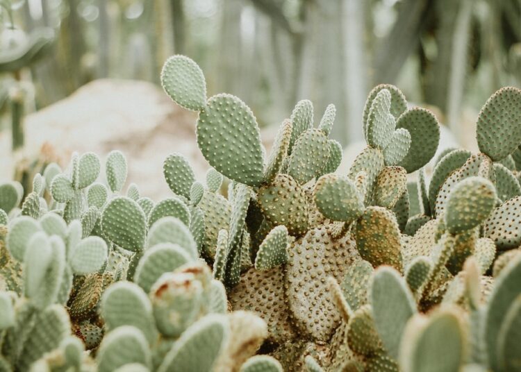 Study: New Functional Foods with Cactus Components: SustainablePerspectives and Future Trends. Image Credit: Franciele Rodrigues/Shutterstock.com