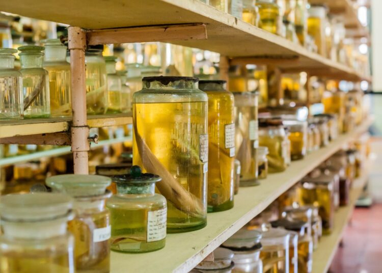 Study: Prospecting for Zoonotic Pathogens by Using Targeted DNA Enrichment. Image Credit: ElizavetaGalitckaia/Shutterstock.com