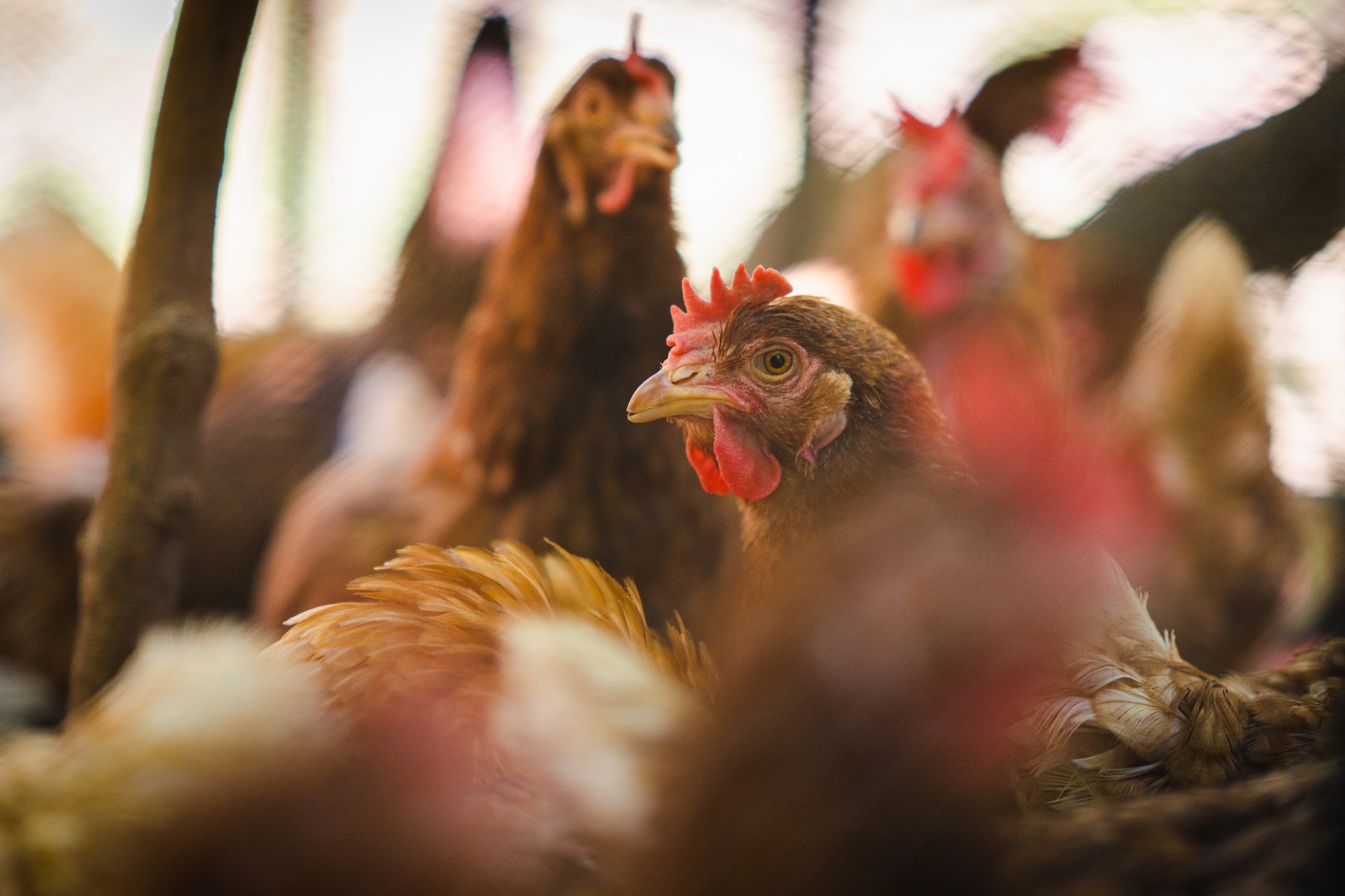Study: Highly Pathogenic Avian Influenza Virus (H5N1) Clade 2.3.4.4b Introduced by Wild Birds, China, 2021. Image Credit: WassanaPanapute/Shutterstock.com