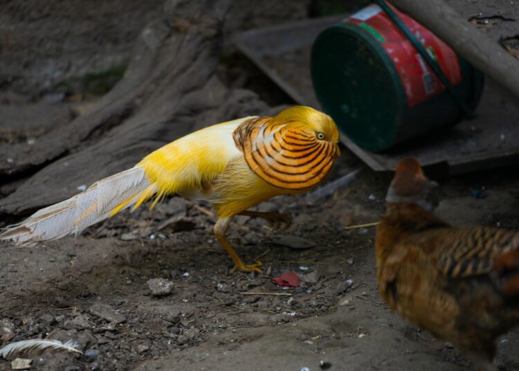 Study: Avibacterium paragallinarum: an emerging birds pathogen in Qinling wildlife conservation center, China. Image Credit: martin.dlugo/Shutterstock.com