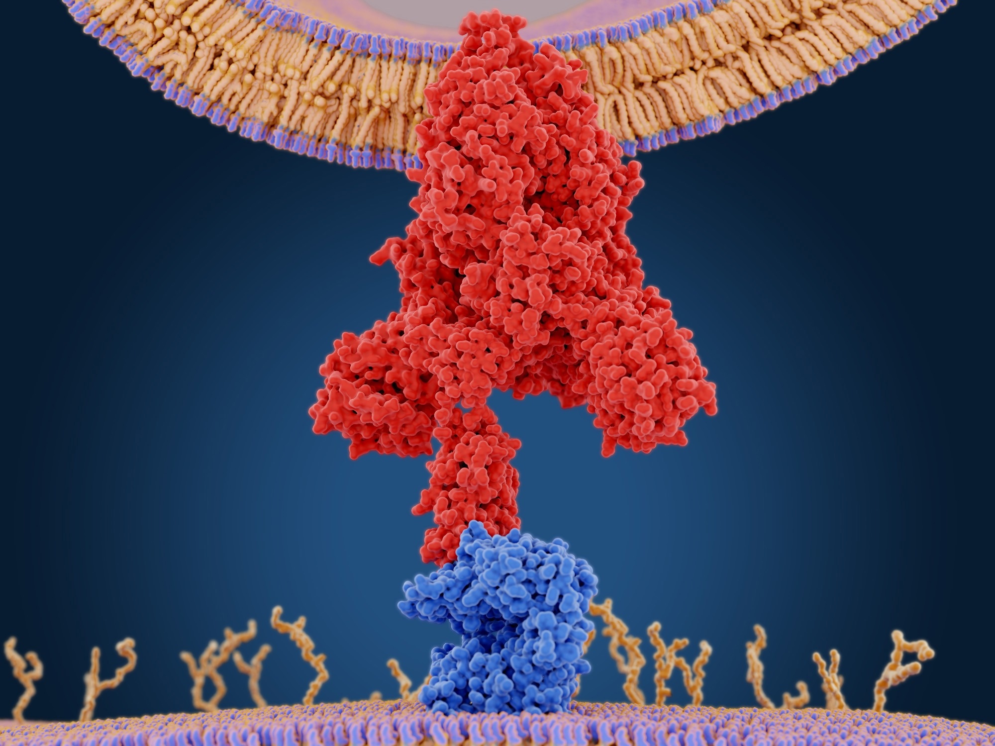 Study: SARS-CoV-2 spike protein induces lung endothelial cell dysfunction and thrombo-inflammation depending on the C3a/C3a receptor signalling. Image Credit: JuanGaertner/Shutterstock.com