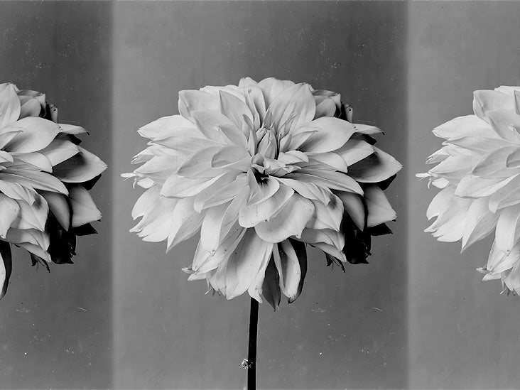 Les dahlias pourraient-ils être la prochaine arme contre le diabète ?
