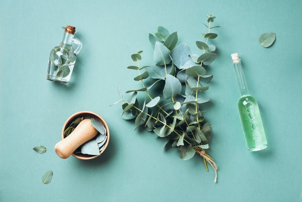 Study: Effect of eucalyptus oil on Streptococcus mutans and Enterococcus faecalis growth. Image Credit: j.chizhe/Shutterstock.com