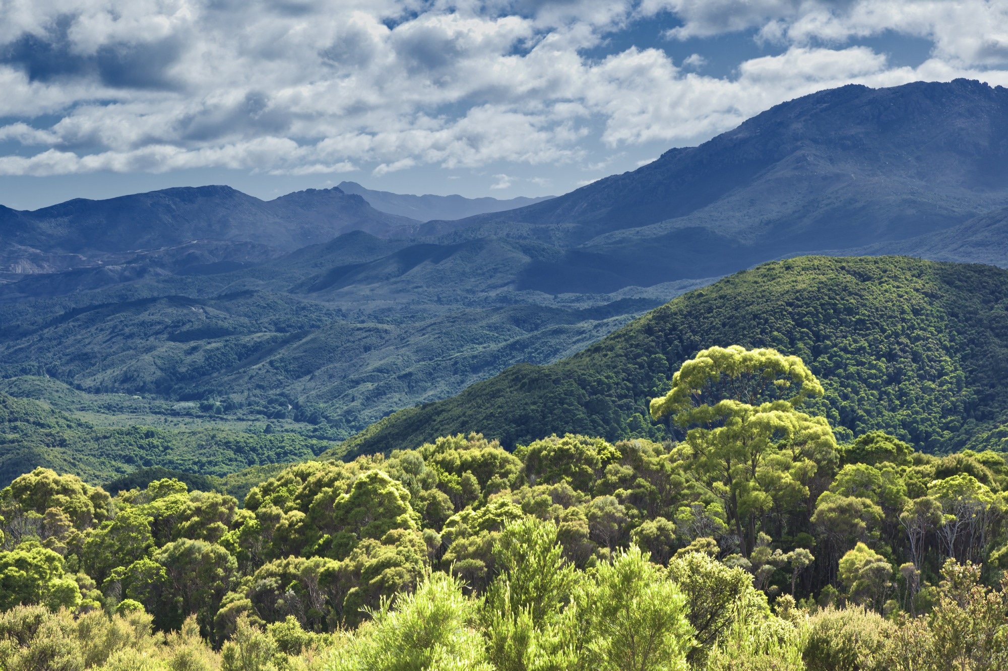 Study: From the Bush to the Brain: Preclinical Stages of Ethnobotanical Anti-Inflammatory and Neuroprotective Drug Discovery—An Australian Example. Image Credit: Sahara Prince / Shutterstock.com