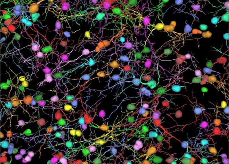 Scientists can study neuronal morphology by harnessing the power of AI with Aivia 12