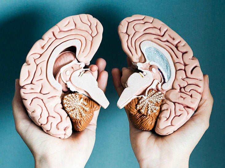 L'inflammation de la barrière protectrice du cerveau peut contribuer à la SEP