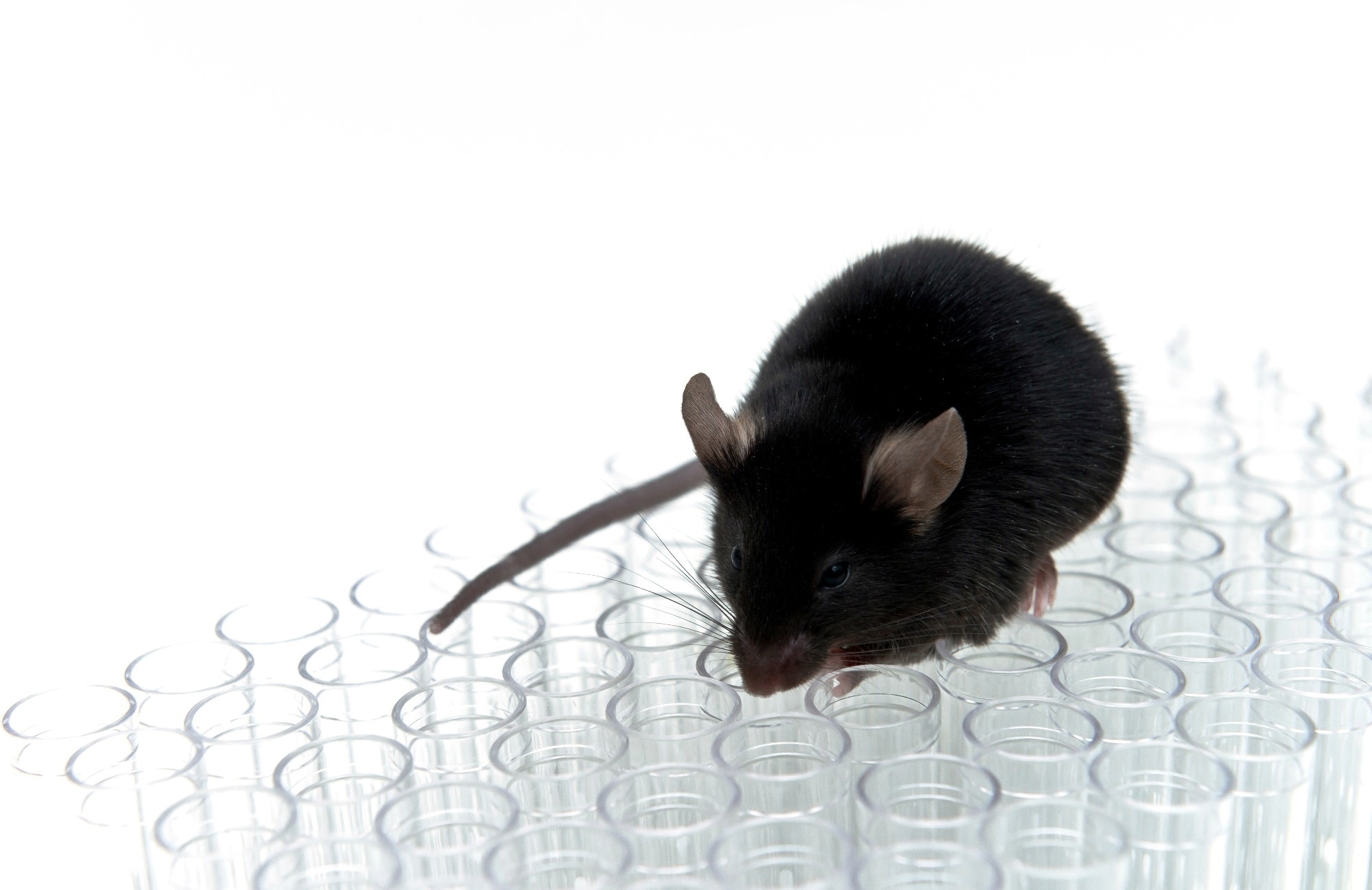 Study: Intranasal SARS-CoV-2 Omicron Variant Vaccines Elicit Humoral and Cellular Mucosal Immunity in Mice. Image Credit: unoL/Shutterstock.com