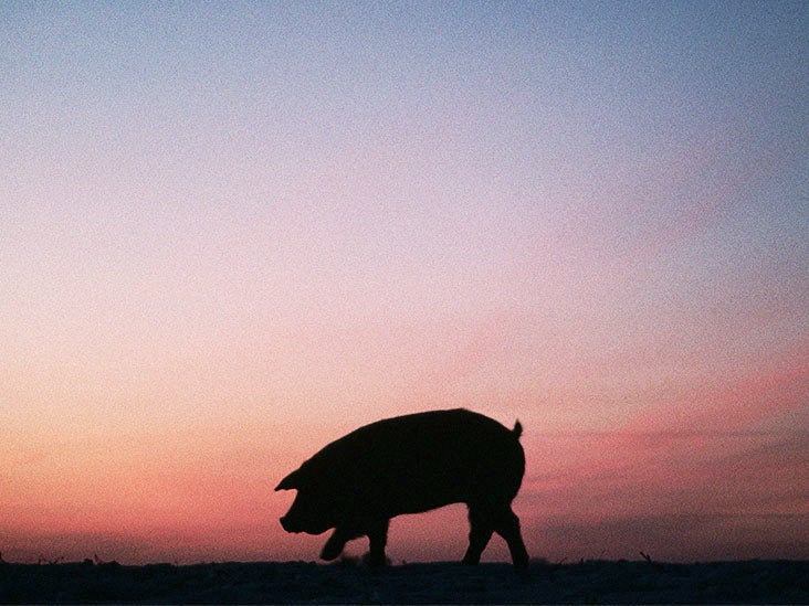 Des chercheurs ont réussi à transplanter des reins de porc chez des humains
