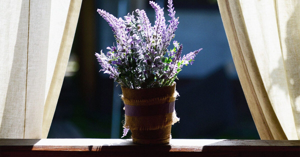 L'utilisation d'huiles d'aromathérapie tous les soirs peut-elle aider à améliorer la mémoire ?