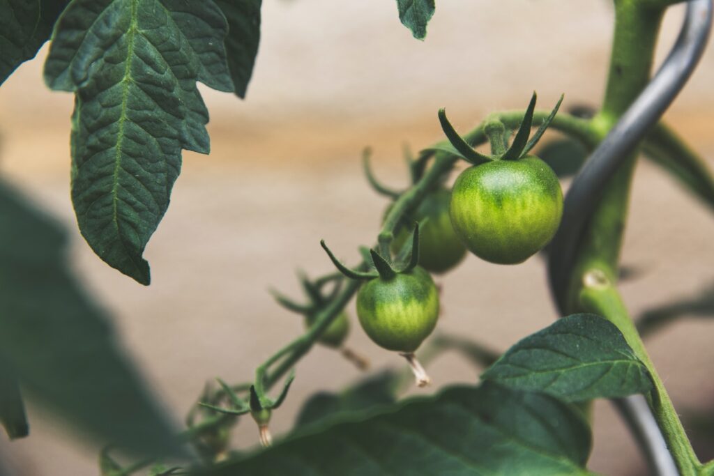 12 aliments qui nettoient les reins