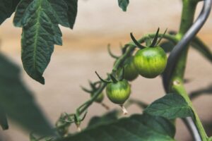 12 aliments qui nettoient les reins