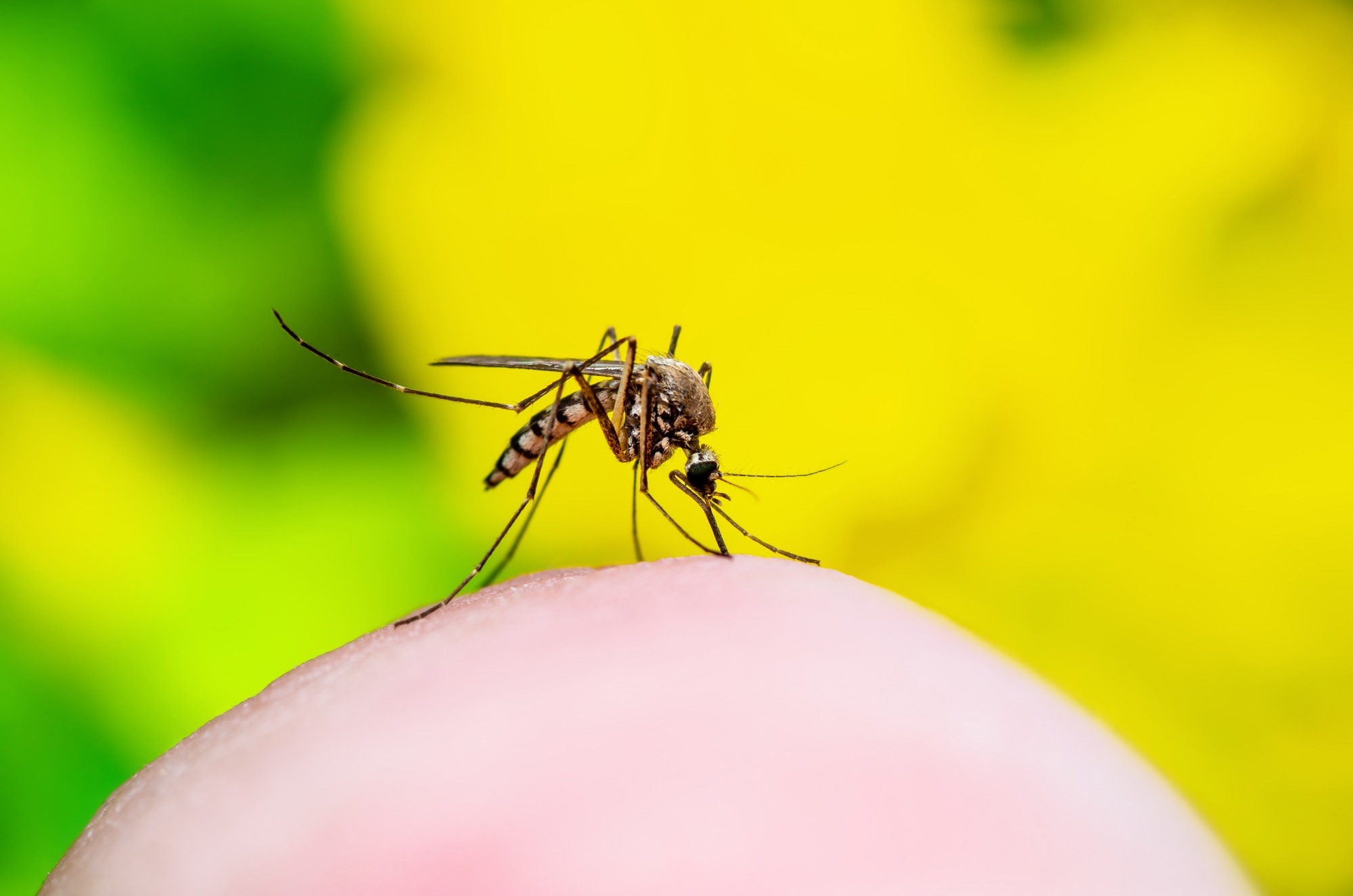 Study: Understanding yellow fever-associated myocardial injury: an autopsy study. Image Credit: nechaevkon/Shutterstock.com