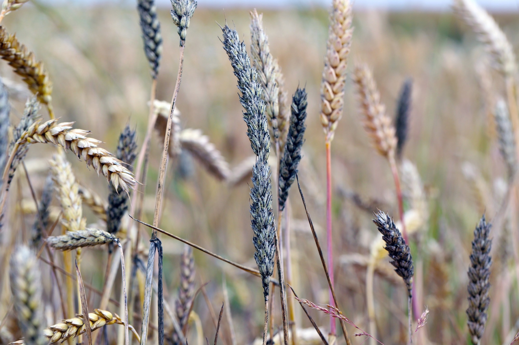 La contamination par les mycotoxines reste un grave problème de sécurité alimentaire