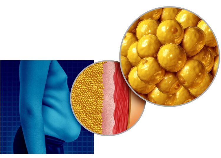 Study: Brown adipose tissue: can it keep us slim? A discussion of the evidence for and against the existence of diet-induced thermogenesis in mice and men. Image Credit: Lightspring / Shutterstock.com