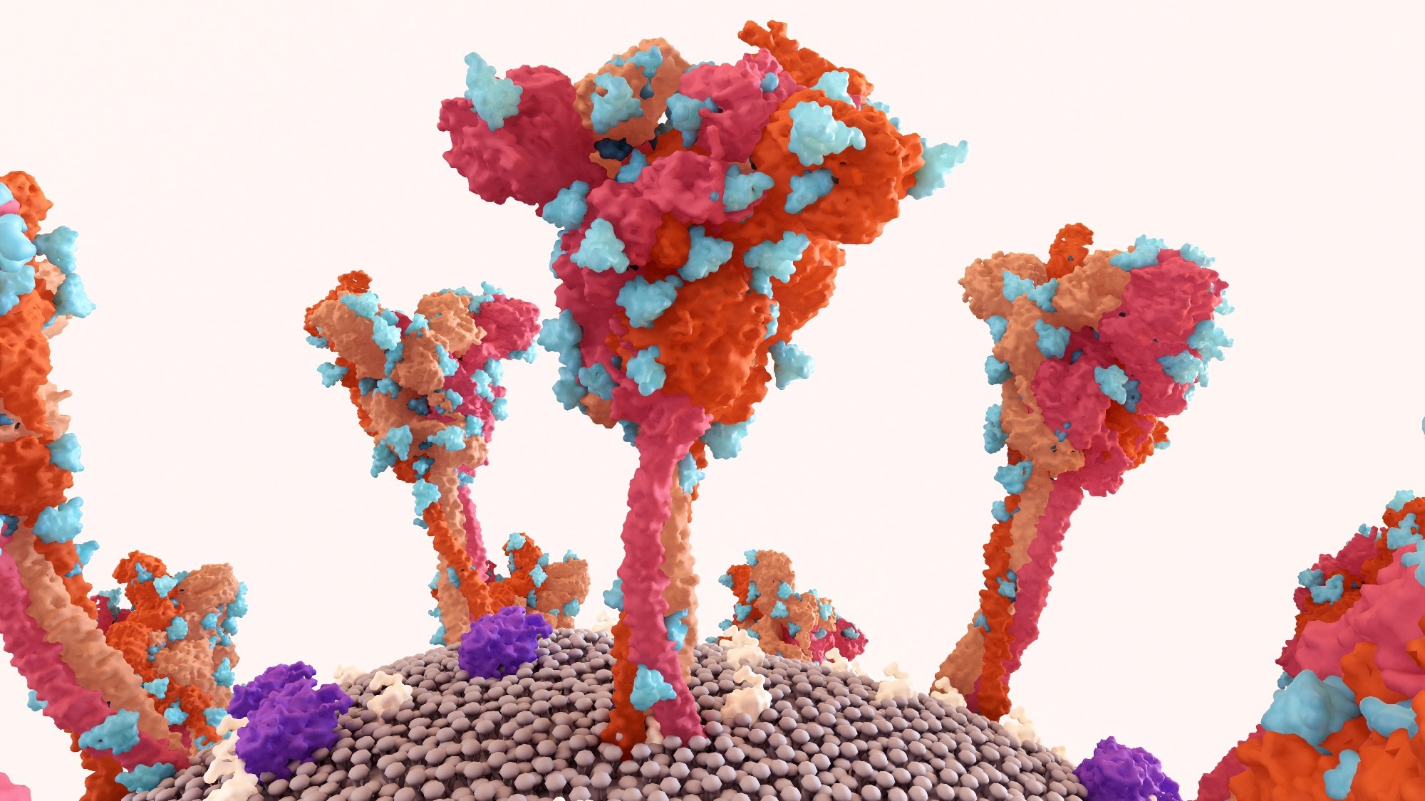 Study: Characterization of an EG.5.1 clinical isolate in vitro and in vivo. Image Credit: Design_Cells / Shutterstock