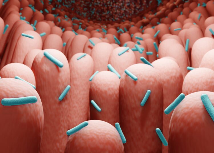 Study: Unraveling the Gut Microbiome–Diet Connection: Exploring the Impact of Digital Precision and Personalized Nutrition on Microbiota Composition and Host Physiology. Image Credit: ART-ur/Shutterstock.com