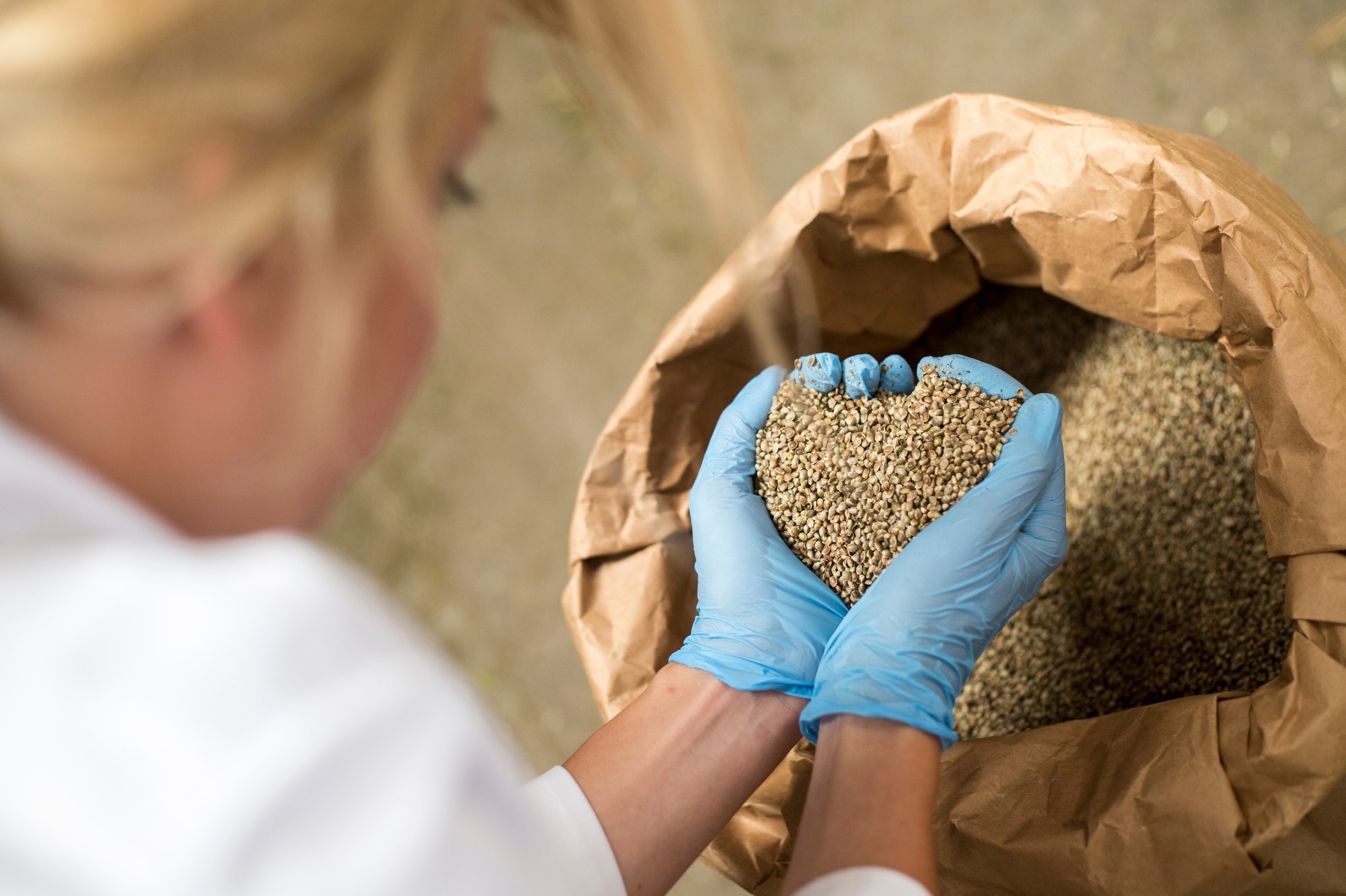 Study: The Role of Hemp (Cannabis sativa L.) as a Functional Food in Vegetarian Nutrition. Image Credit: MexChriss / Shutterstock