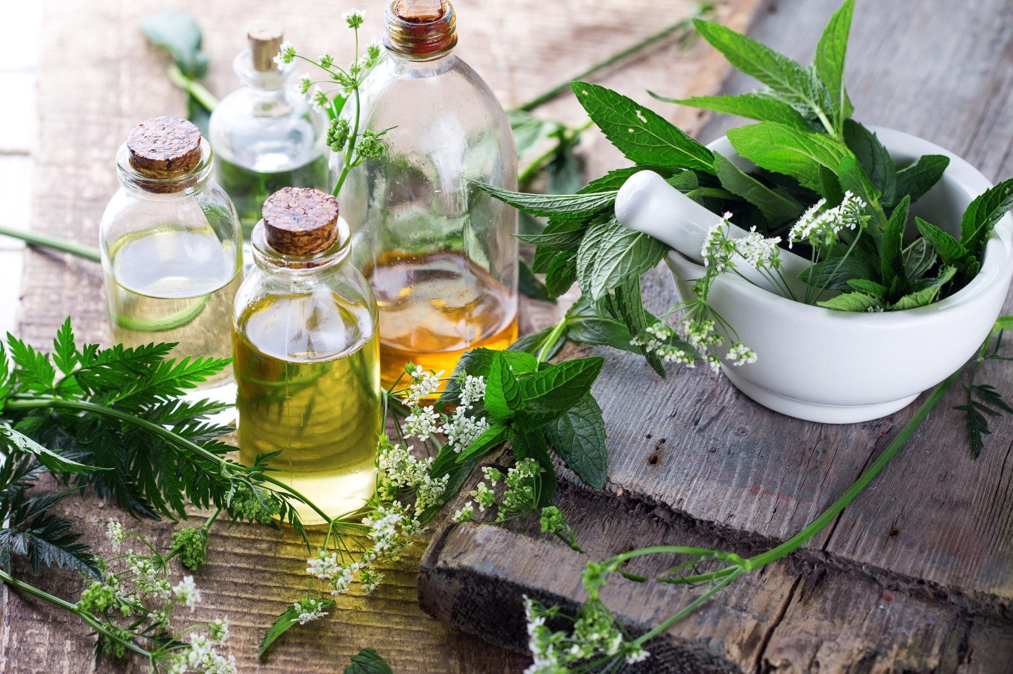 Les plantes médicinales pourraient-elles être la clé pour inverser le déclin cognitif ?