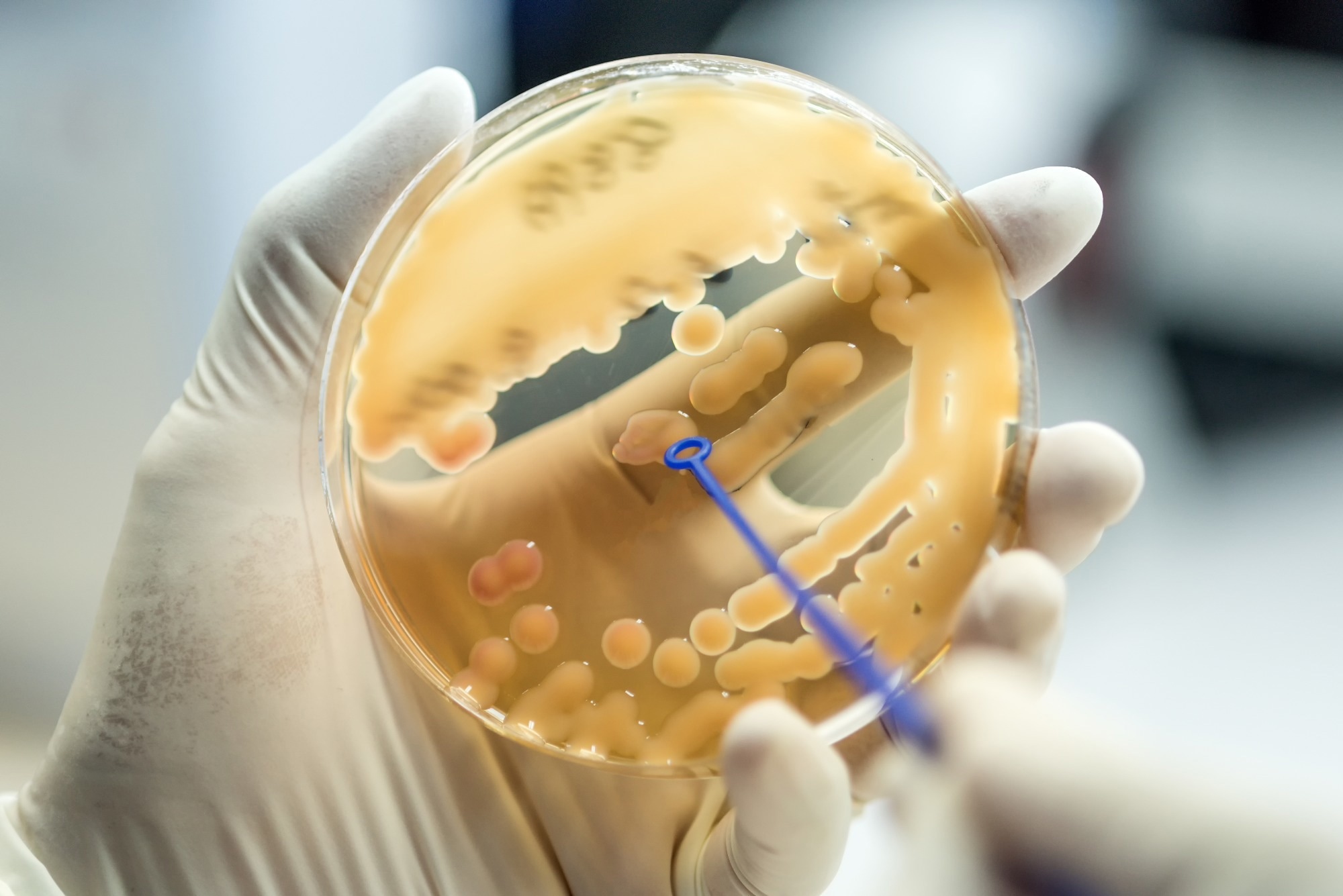 Bacteriophages with depolymerase activity in the control of antibiotic resistant Klebsiella pneumoniae biofilms