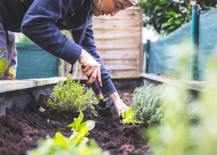 Microplastic contamination of lettuces grown in urban vegetable gardens in Lisbon (Portugal)