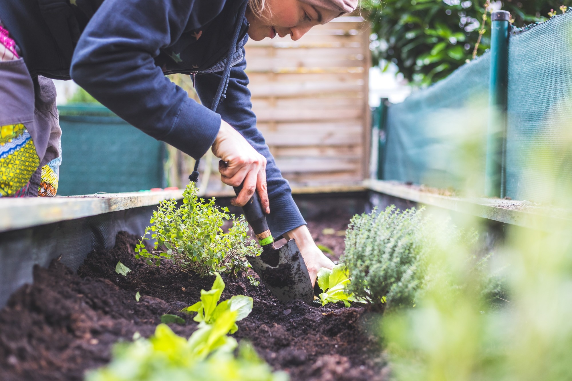 Microplastic contamination of lettuces grown in urban vegetable gardens in Lisbon (Portugal)