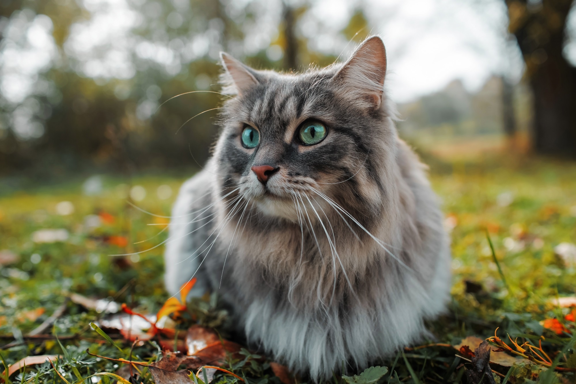 Study: Vegan versus meat-based cat food: Guardian-reported health outcomes in 1,369 cats, after controlling for feline demographic factors. Image Credit: Sergio Photone/Shutterstock.com
