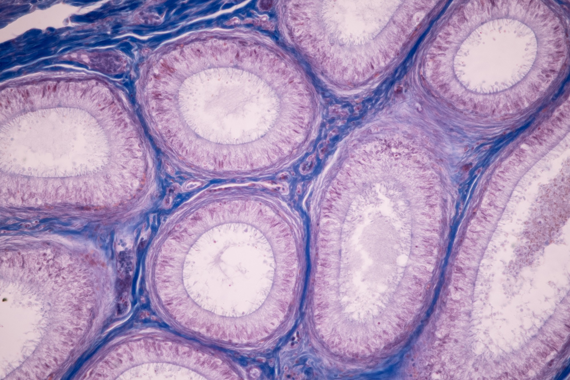 Study: The human cell count and size distribution. Image Credit: Rattiya Thongdumhyu / Shutterstock