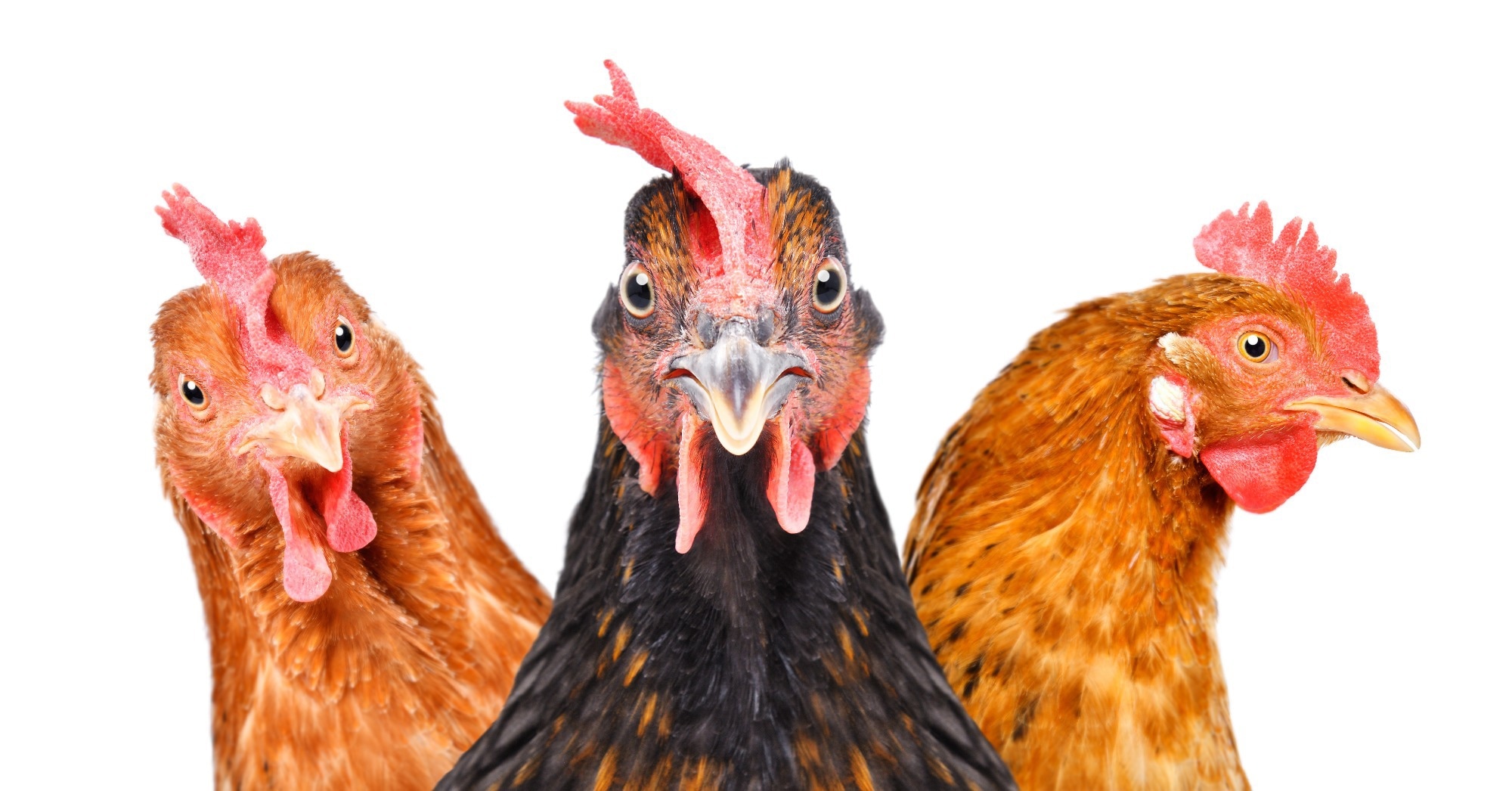 Study: Creating resistance to avian influenza infection through genome editing of the ANP32 gene family. Image Credit: Sonsedska Yuliia / Shutterstock