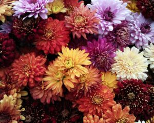 Fleurs d'automne : des bienfaits insoupçonnés pour la peau