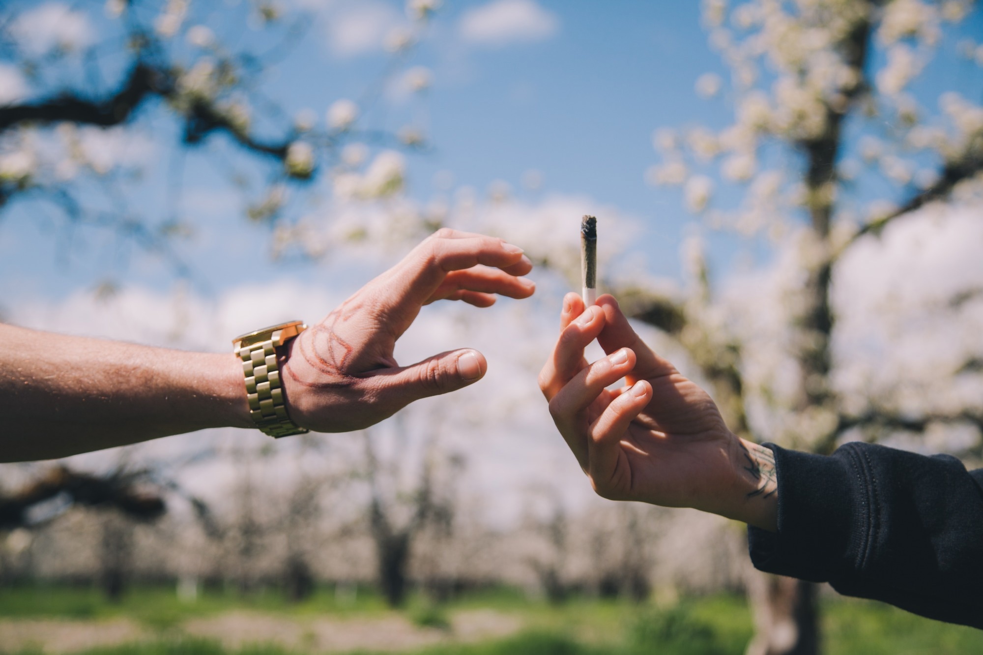La légalisation du cannabis entraîne des changements surprenants dans les habitudes de consommation des jeunes
