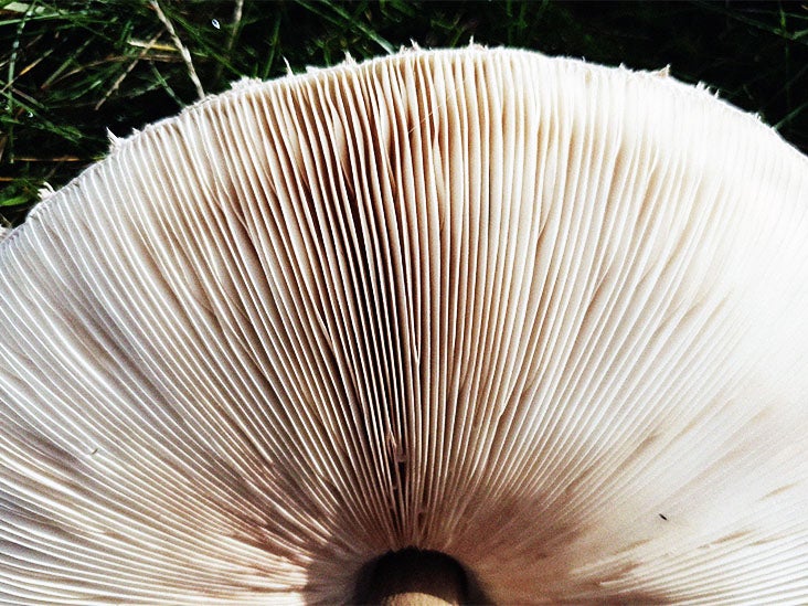 Le microdosage de psilocybine, le composé présent dans les champignons magiques, peut-il améliorer la santé mentale ?