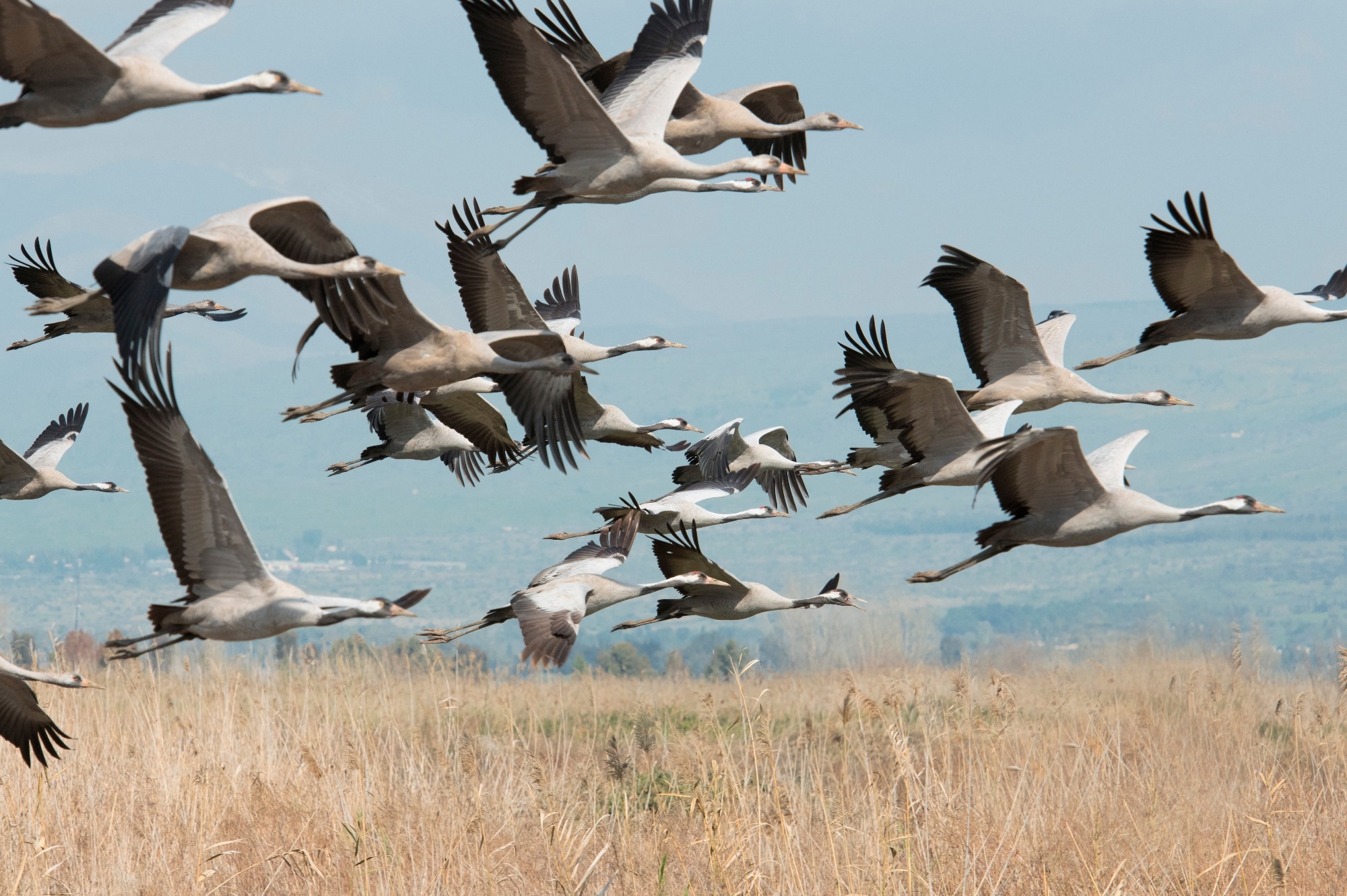 Les changements écologiques et évolutifs de la grippe aviaire hautement pathogène indiquent-ils une autre menace pandémique ?