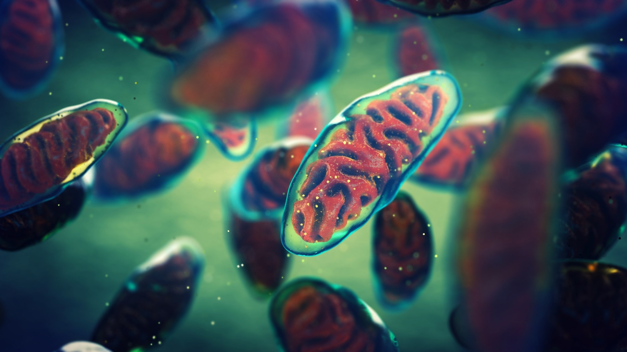 Protocole optimisé pour prévenir la transmission de maladies par transfert d’ADN mitochondrial maternel