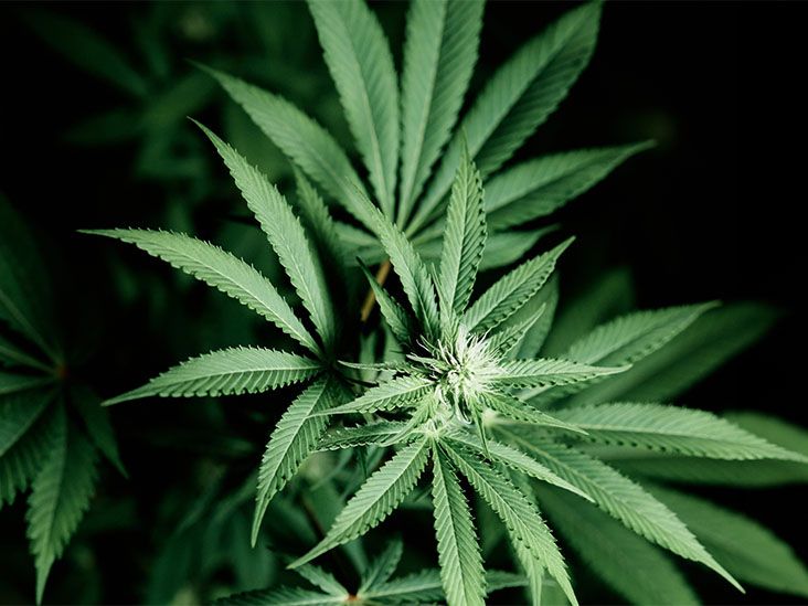 Aucune preuve n’a montré que le cannabis réduit la consommation d’opioïdes à long terme