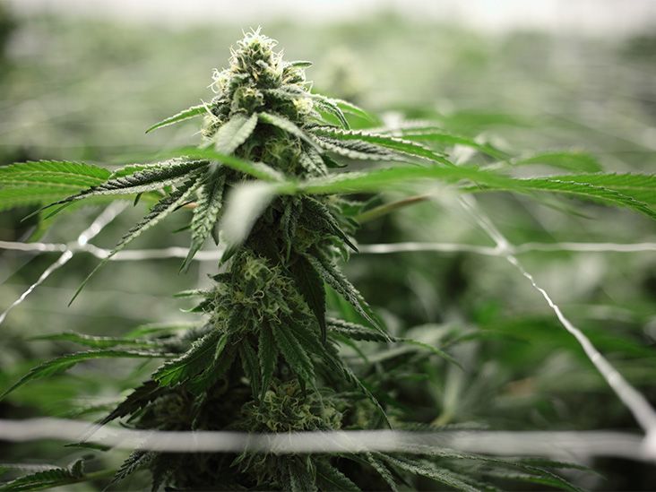 La consommation de cannabis peut augmenter le risque d'accident cardiovasculaire, selon des chercheurs