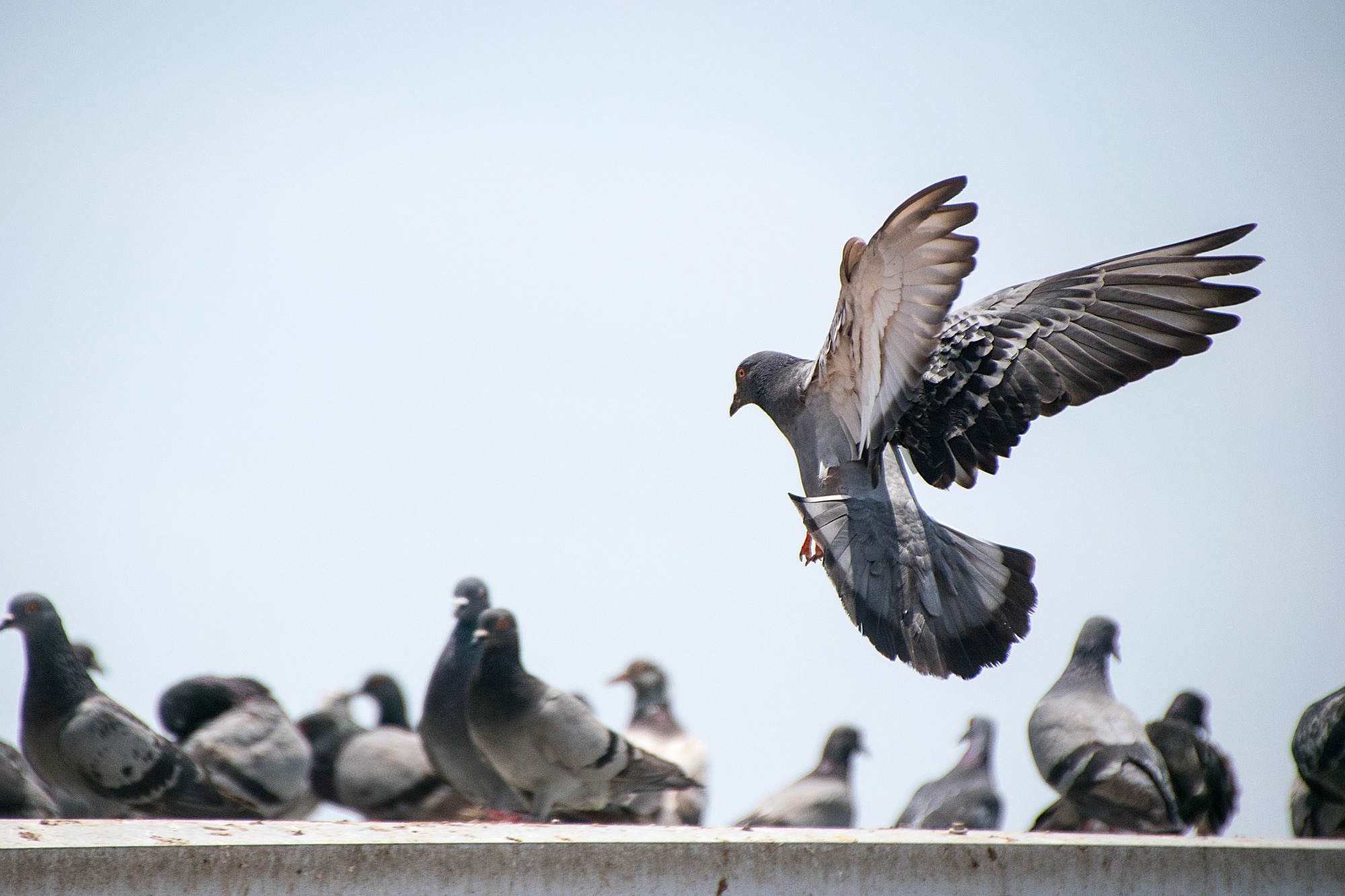 Research: Fatal Human Neurologic Infection Caused by Pigeon Avian Paramyxovirus-1, Australia. Image Credit: THANAN KONGDOUNG / Shutterstock