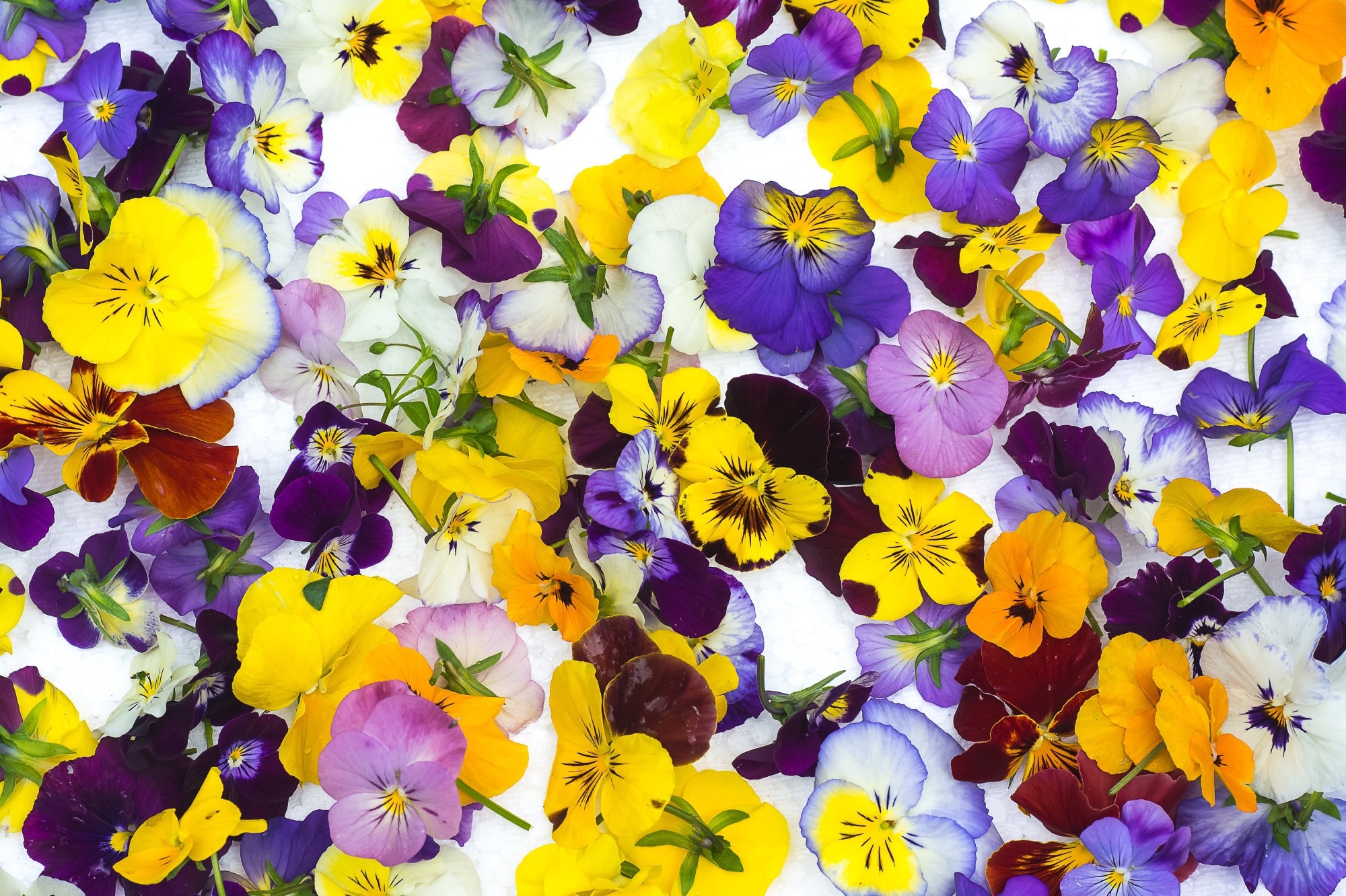 Révéler les vertus parfaites des fleurs comestibles
