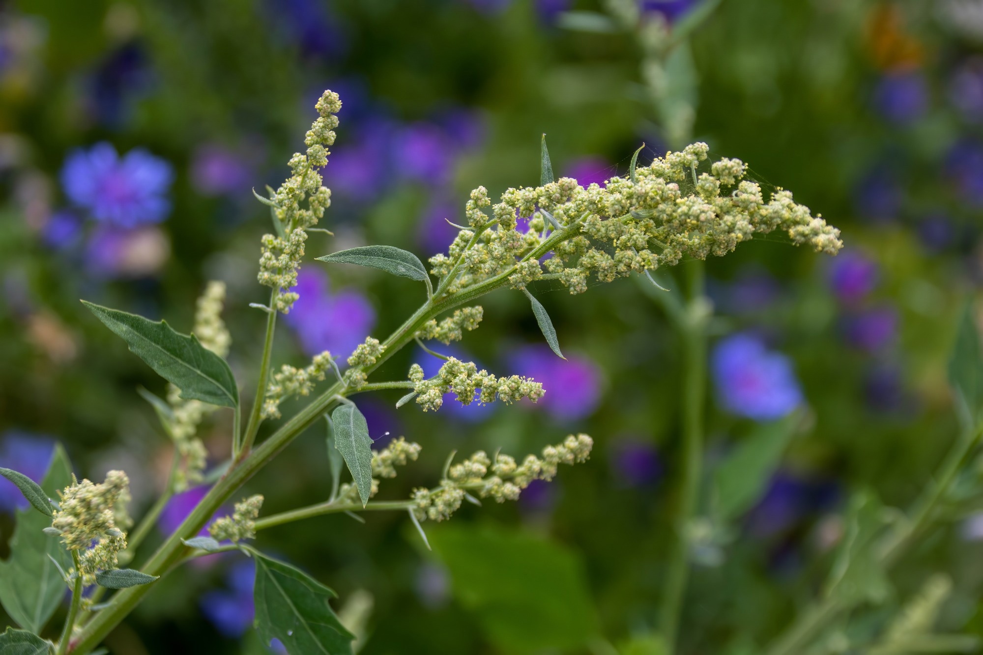 Study: Foraging Wild Edibles: Dietary Diversity in Expanded Food Systems. Image Credit: Penny Hicks / Shutterstock