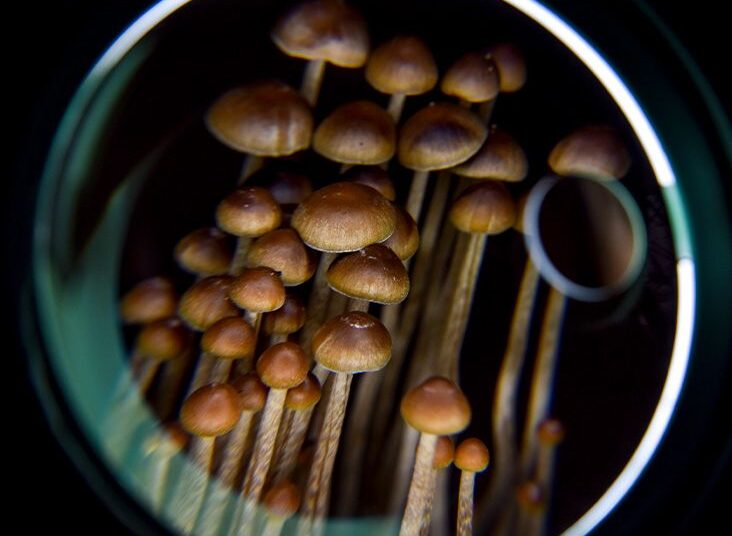 La psilocybine issue des champignons pourrait réduire les symptômes de dépression chez les personnes atteintes de cancer