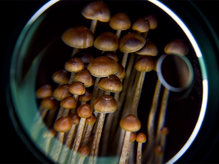 La psilocybine issue des champignons pourrait réduire les symptômes de dépression chez les personnes atteintes de cancer