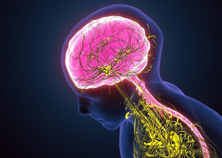 Review: The Sympathetic-Immune Milieu in Metabolic Health and Diseases: Insights from Pancreas, Liver, Intestine, and Adipose Tissues. Image Credit: Life science / Shutterstock