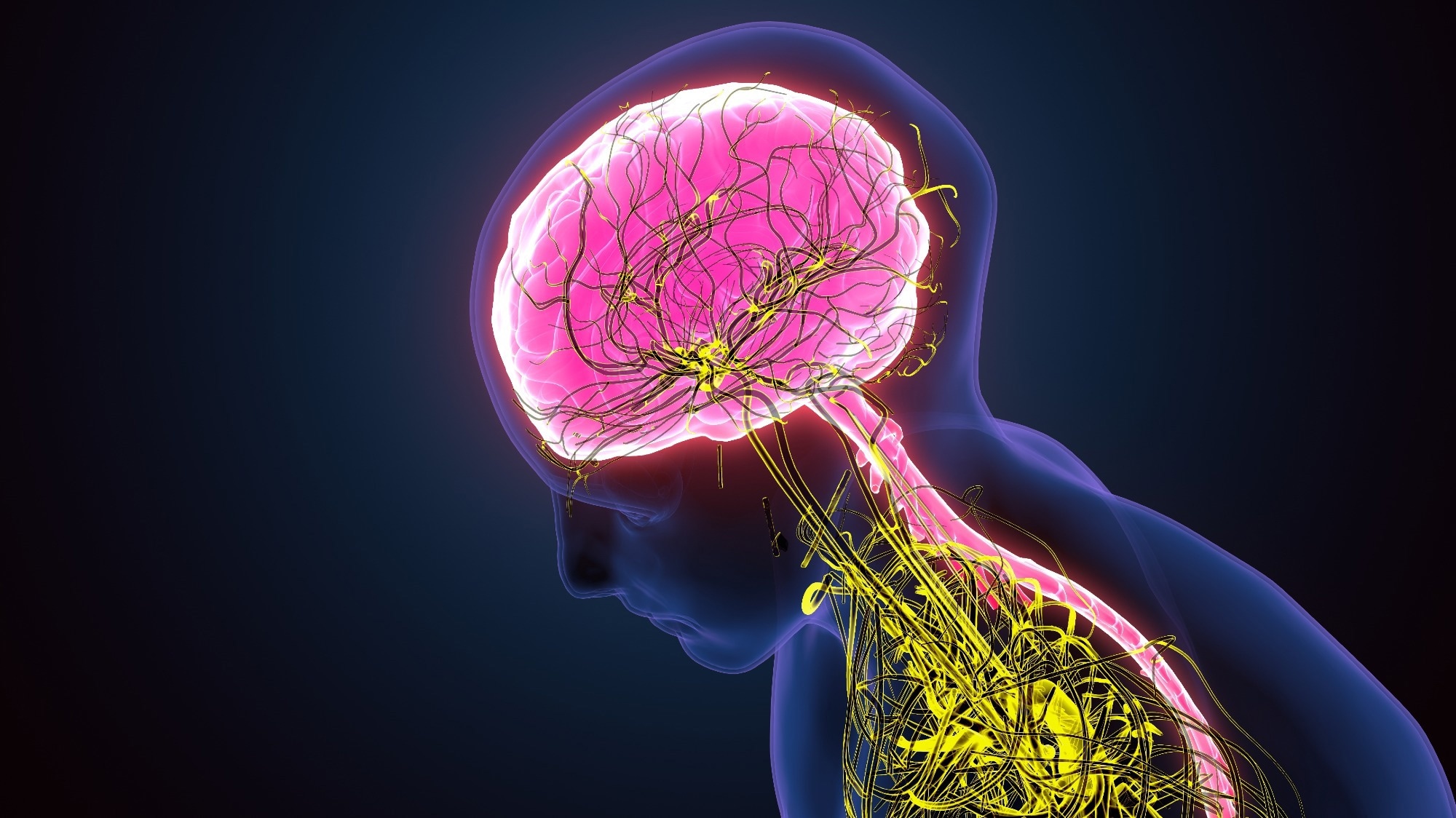 Review: The Sympathetic-Immune Milieu in Metabolic Health and Diseases: Insights from Pancreas, Liver, Intestine, and Adipose Tissues. Image Credit: Life science / Shutterstock