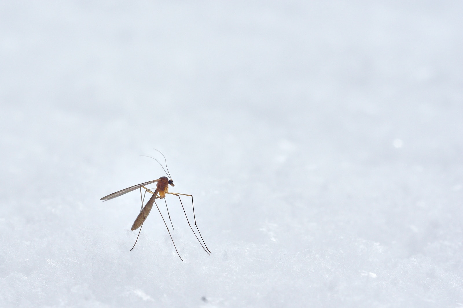 Les zones les plus propices aux moustiques : Comment les identifier et s'en protéger