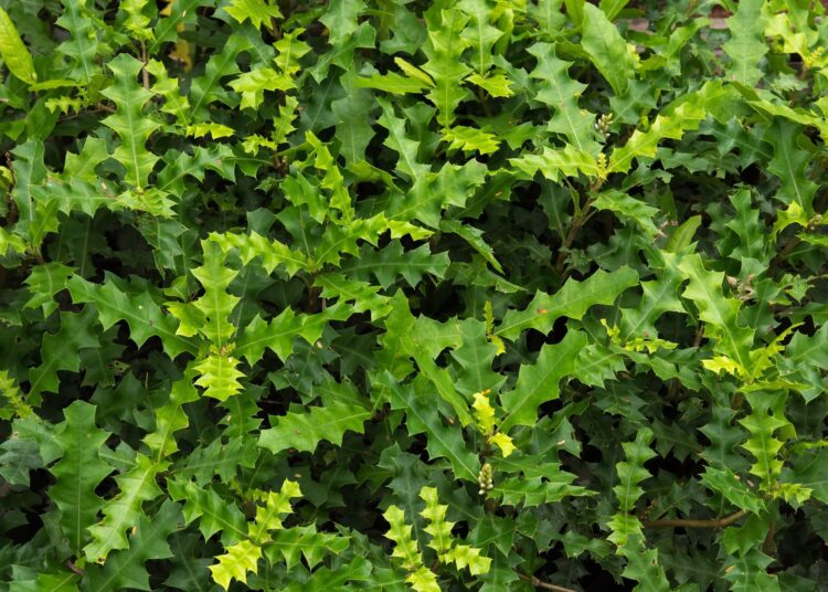 Study: Wound healing and photoprotection properties of Acanthus ebracteatus Vahl. extracts standardized in verbascoside. Image Credit: MODMOD/Shutterstock.com