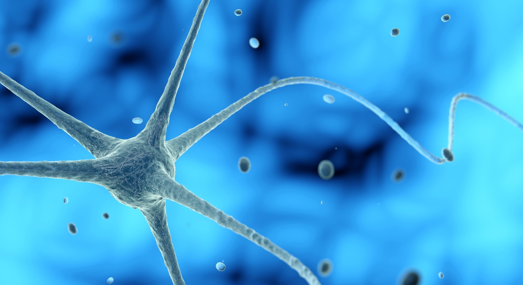 Expansion à long terme et auto-organisation des organoïdes du cerveau fœtal humain